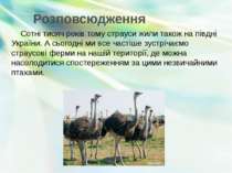 Розповсюдження Сотні тисяч років тому страуси жили також на півдні України. А...