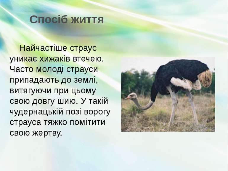 Спосіб життя Найчастіше страус уникає хижаків втечею. Часто молоді страуси пр...