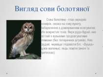 Вигляд сови болотяної Сова болотяна - птах середніх розмірів, схожа на сову в...