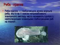 Риба-крапля  — глибоководна донна морська риба, яку із-за її зовсім непривабл...