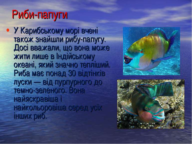 У Карибському морі вчені також знайшли рибу-папугу. Досі вважали, що вона мож...