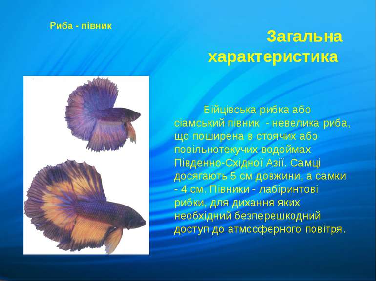 Бійцівська рибка або сіамський півник - невелика риба, що поширена в стоячих ...