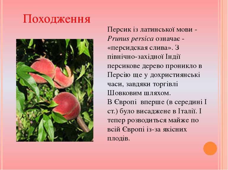 Персик із латинської мови - Prunus persica означає - «персидская слива». З пі...