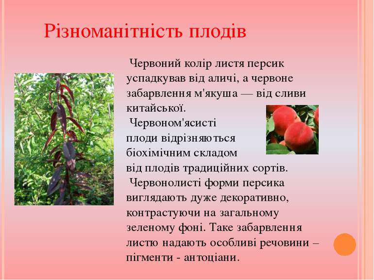 Різноманітність плодів Червоний колір листя персик успадкував від аличі, а че...