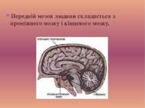 Передній мозок людини складається з проміжного мозку і кінцевого мозку.