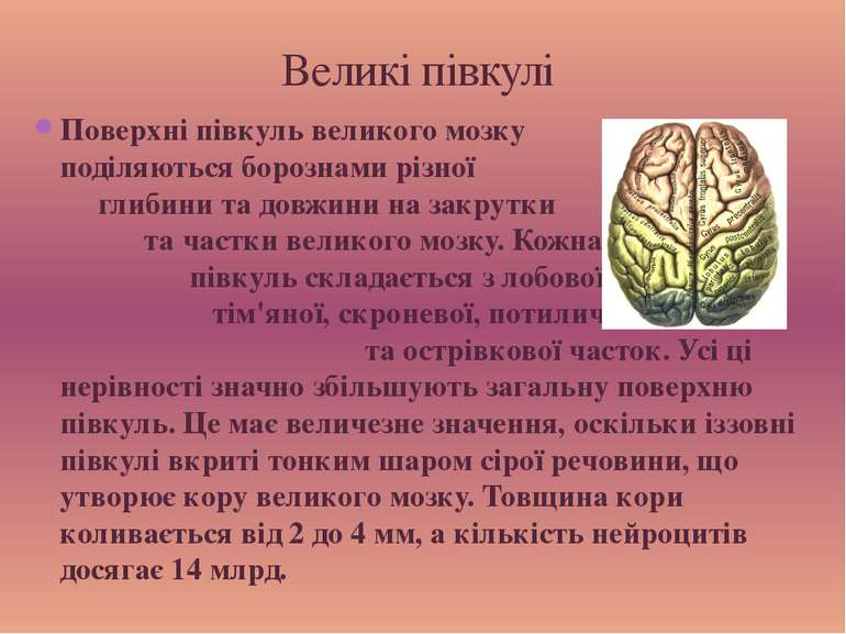 Поверхні півкуль великого мозку поділяються борознами різної глибини та довжи...