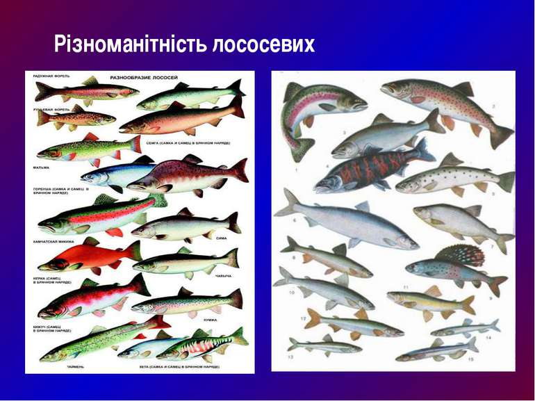 Різноманітність лососевих