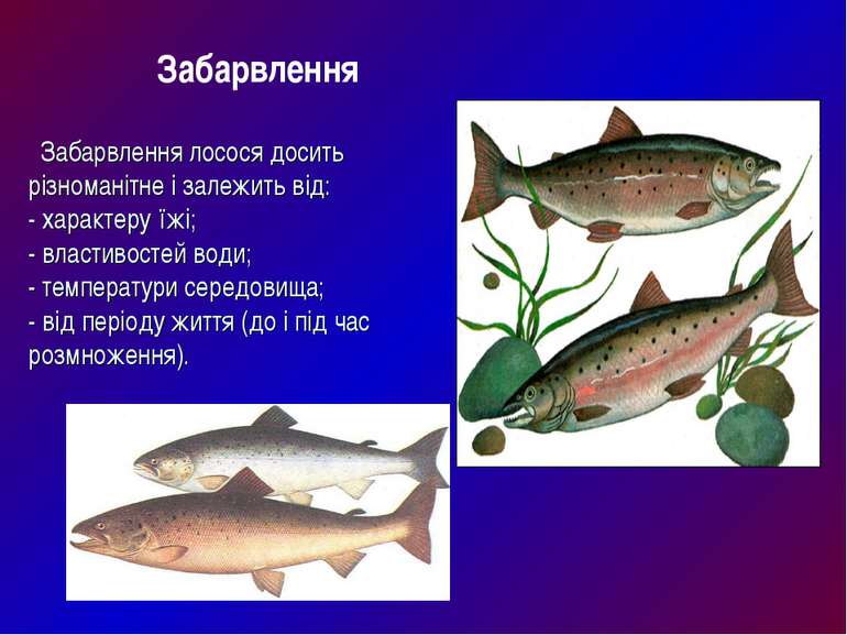 Забарвлення лосося досить різноманітне і залежить від: - характеру їжі; - вла...