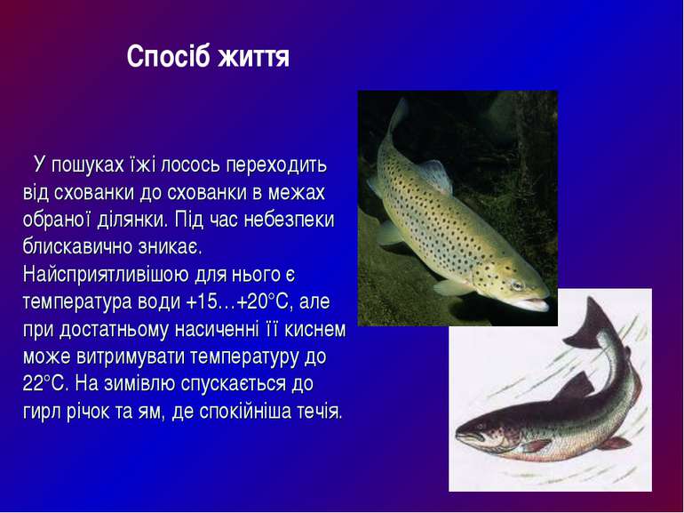 У пошуках їжі лосось переходить від схованки до схованки в межах обраної діля...