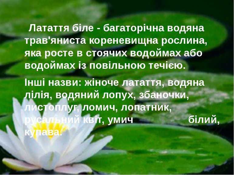 Латаття біле - багаторічна водяна трав'яниста кореневищна рослина, яка росте ...