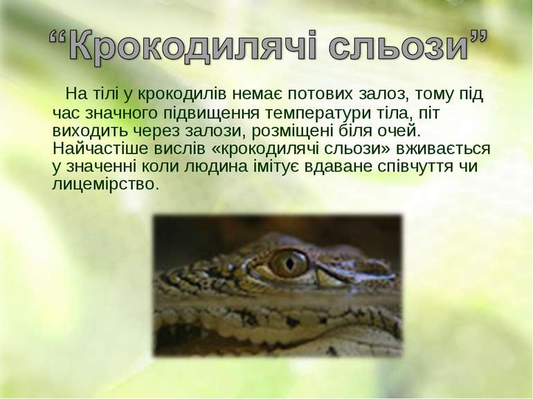 На тілі у крокодилів немає потових залоз, тому під час значного підвищення те...