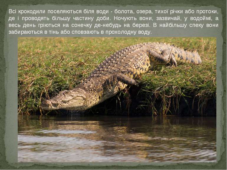 Всі крокодили поселяються біля води - болота, озера, тихої річки або протоки,...