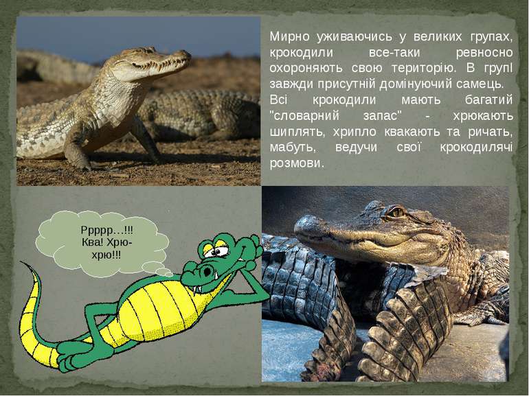 Мирно уживаючись у великих групах, крокодили все-таки ревносно охороняють сво...