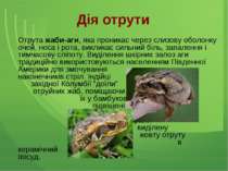 Дія отрути Отрута жаби-аги, яка проникає через слизову оболонку очей, носа і ...