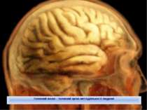 Головний мозок – головний орган життєдіяльності людини!