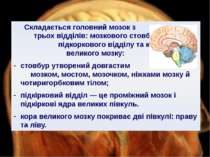 Складається головний мозок з трьох відділів: мозкового стовбура, підкоркового...