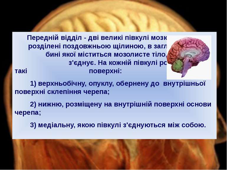 Передній відділ - дві великі півкулі мозку розділені поздовжньою щілиною, в з...
