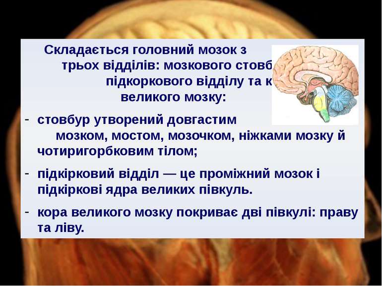 Складається головний мозок з трьох відділів: мозкового стовбура, підкоркового...