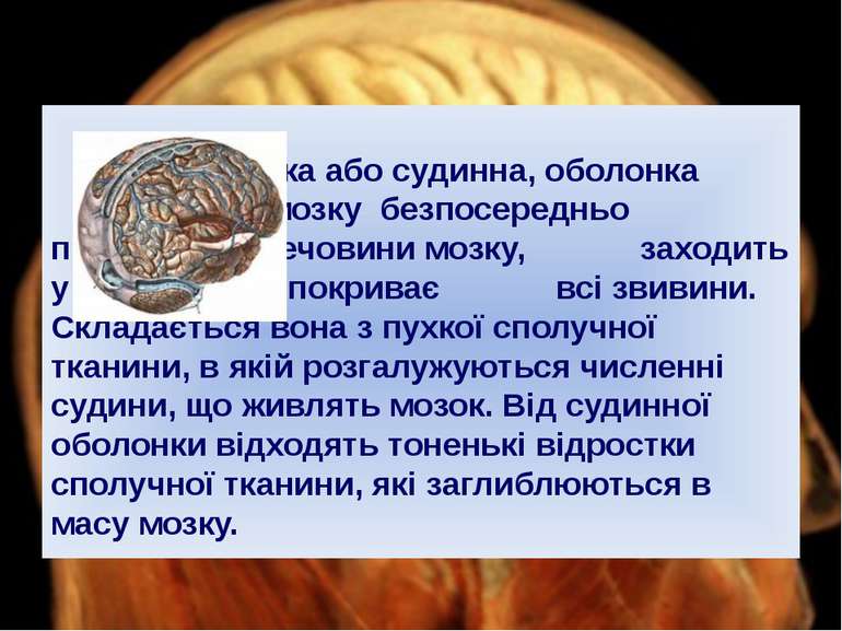 М'яка або судинна, оболонка головного мозку безпосередньо прилягає до речовин...