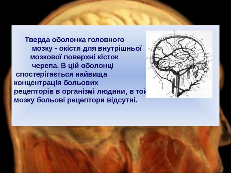 Тверда оболонка головного мозку - окістя для внутрішньої мозкової поверхні кі...