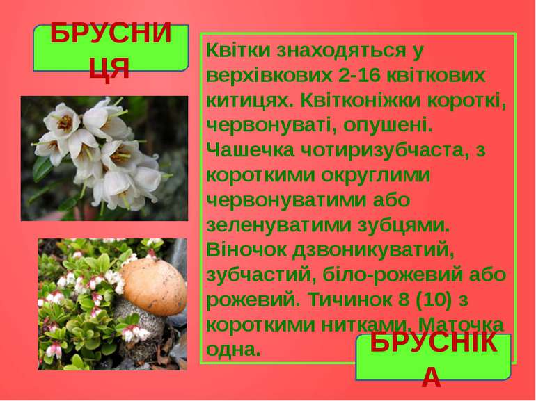 Квітки знаходяться у верхівкових 2-16 квіткових китицях. Квітконіжки короткі,...