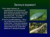 Загальні відомості Білого амура відносять до далекосхідних рослиноїдних риб, ...