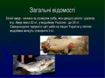 Білий амур - велика за розміром риба, яка швидко росте і досягає в р. Амур ма...