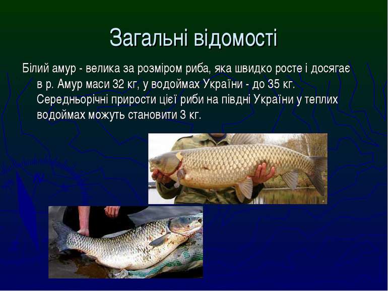 Білий амур - велика за розміром риба, яка швидко росте і досягає в р. Амур ма...