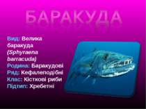 Вид: Велика баракуда (Sphyraena barracuda) Родина: Баракудові Ряд: Кефалеподі...