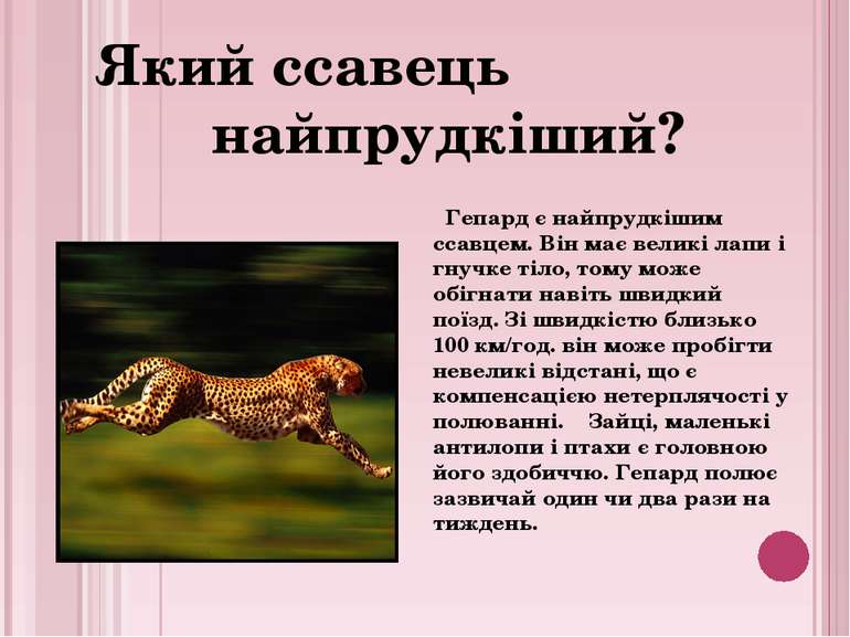 Гепард є найпрудкішим ссавцем. Він має великі лапи і гнучке тіло, тому може о...