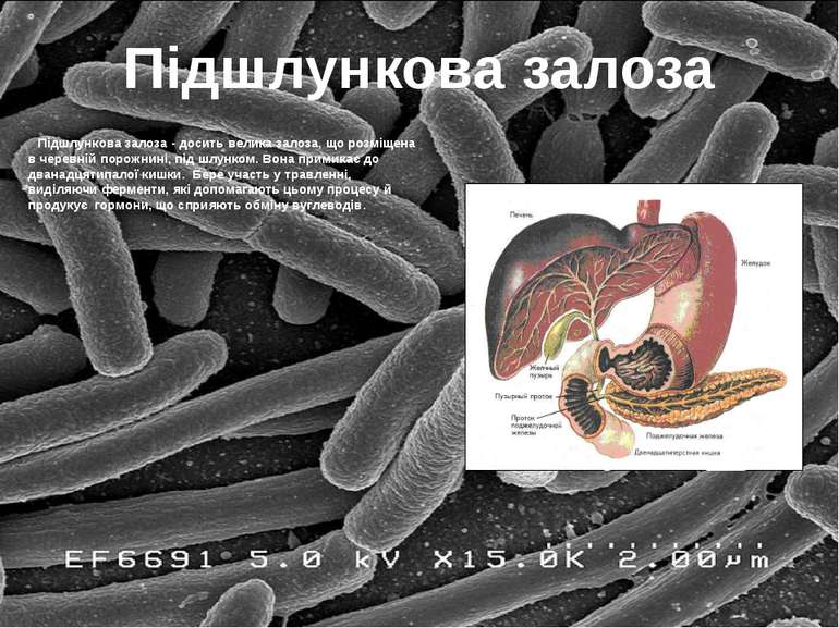 Підшлункова залоза Підшлункова залоза - досить велика залоза, що розміщена в ...