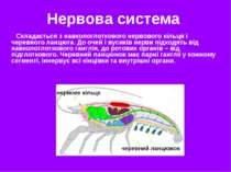 Нервова система Складається з навкологлоткового нервового кільця і черевного ...