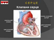 C Е Р Ц Е Клапани серця двостулковий клапан тристулковий клапан аортальний кл...