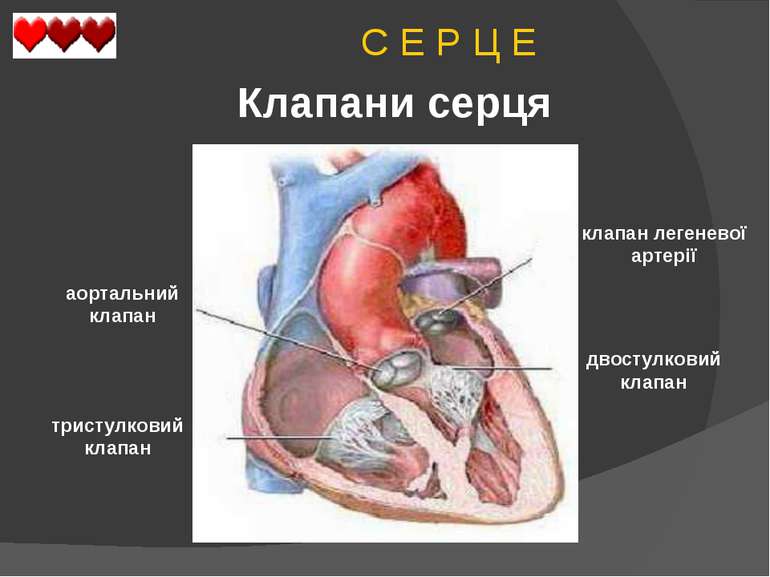 C Е Р Ц Е Клапани серця двостулковий клапан тристулковий клапан аортальний кл...