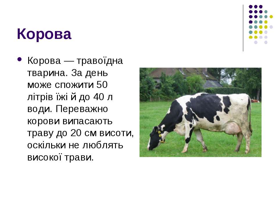 Корова доклад 3 класс окружающий. Доклад про корову. Сообщение о корове. Доклад на тему корова. Корова для презентации.