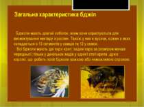 Бджоли мають довгий хоботок, яким вони користуються для висмоктування нектару...