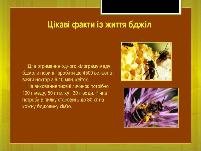 Для отримання одного кілограму меду бджоли повинні зробити до 4500 вильотів і...