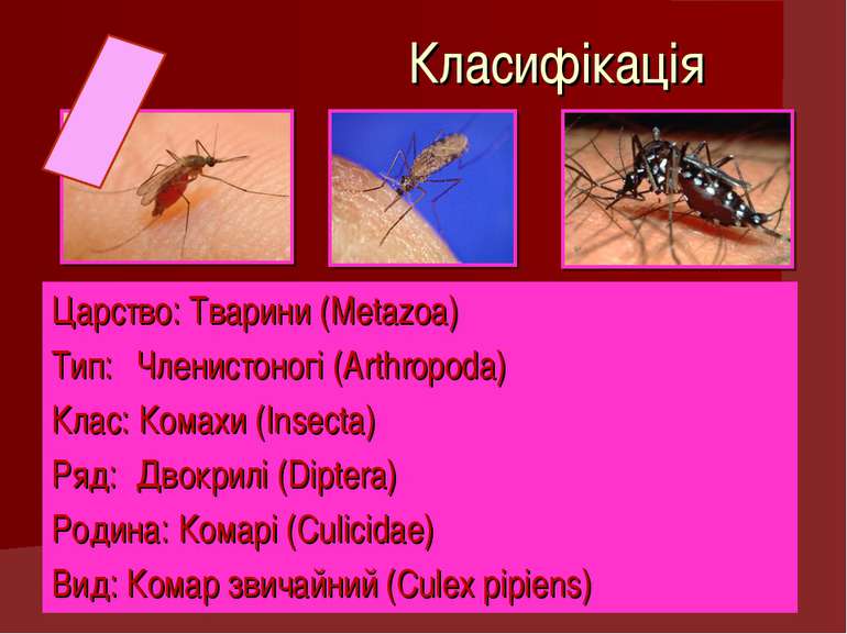 Класифікація Царство: Тварини (Metazoa) Тип: Членистоногі (Arthropoda) Клас: ...