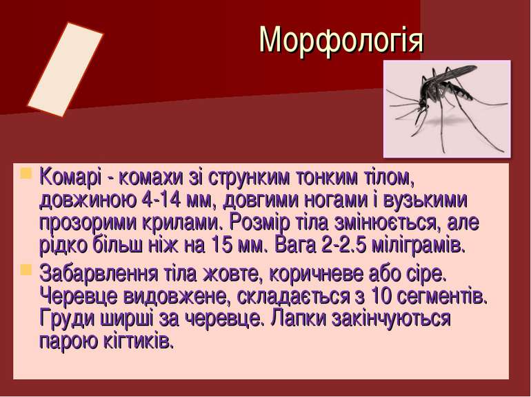 Комарі - комахи зі струнким тонким тілом, довжиною 4-14 мм, довгими ногами і ...