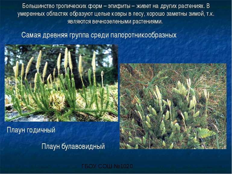 Большинство тропических форм – эпифиты – живет на других растениях. В умеренн...