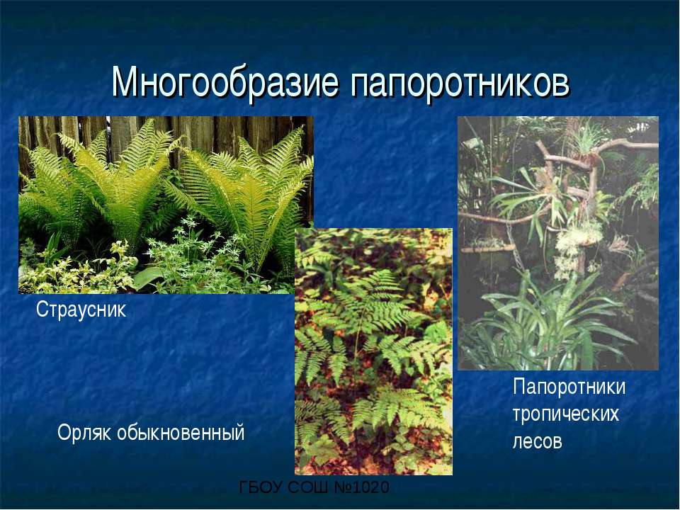 Приведите по три примера растений папоротники