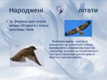 За формою крил птахів можна об'єднати у кілька загальних типів. Народжені літ...