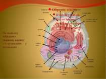 На малюнку зображено тваринну клітину з її органелами у цитоплазмі