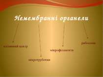 Немембранні органели клітинний центр мікротрубочки мікрофіламенти рибосоми