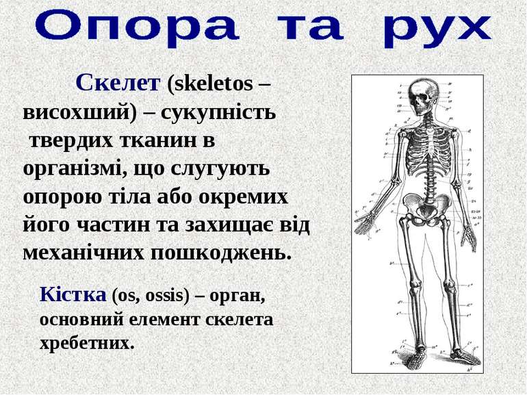 Скелет (skeletos – висохший) – сукупність твердих тканин в організмі, що слуг...