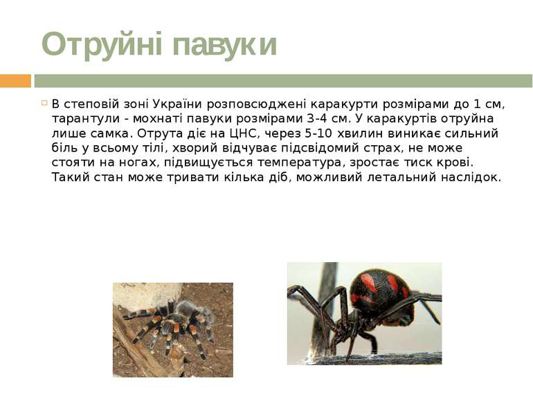 Отруйні павуки В степовій зоні України розповсюджені каракурти розмірами до 1...