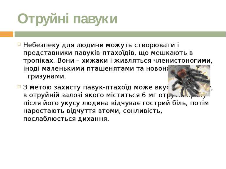 Отруйні павуки Небезпеку для людини можуть створювати і представники павуків-...