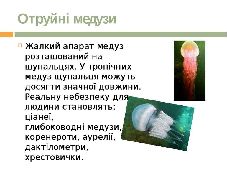Отруйні медузи Жалкий апарат медуз розташований на щупальцях. У тропічних мед...