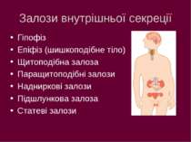 Залози внутрішньої секреції Гіпофіз Епіфіз (шишкоподібне тіло) Щитоподібна за...