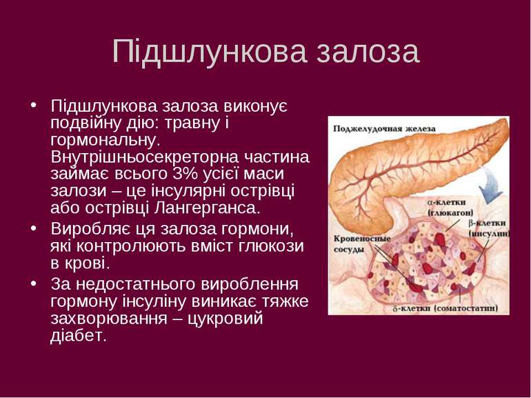 Підшлункова залоза Підшлункова залоза виконує подвійну дію: травну і гормонал...